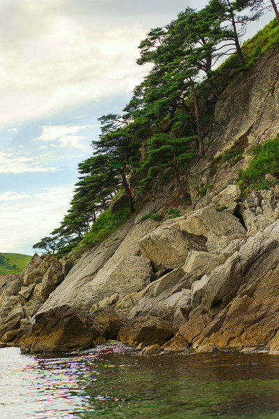 有岩石和松树林的海景。