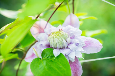 花园里盛开的铁线莲