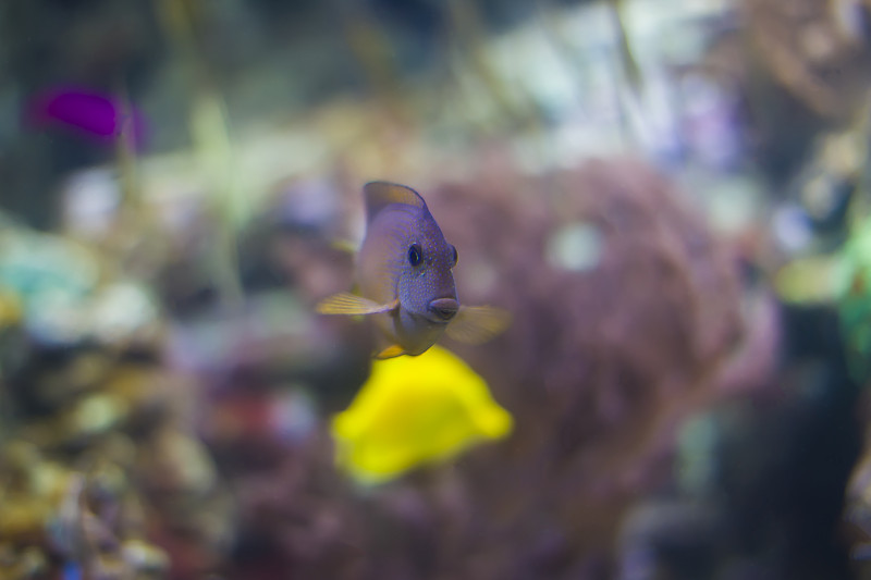 蓝色背景上的水族鱼