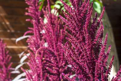红苋菜(Amaranthus cruentus)