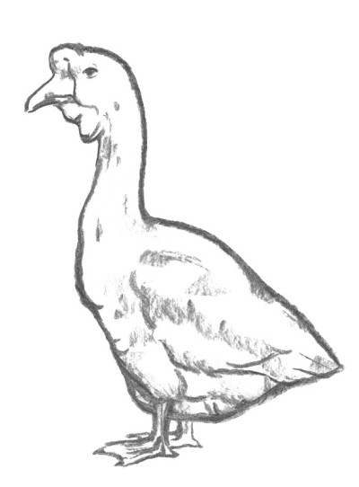 鹅