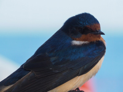 彩色鸟的特写，谷仓燕子(Hirundo rustica)