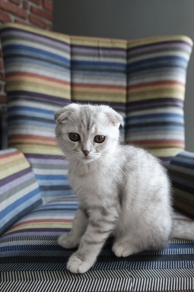 摆姿势的猫