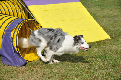 澳大利亚牧羊犬离开黄色敏捷隧道