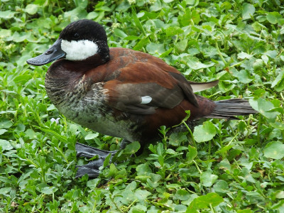 红鸭(Oxyura jamaicensis)