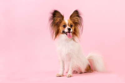 犬种蝶耳犬，白色，红色，粉红色背景