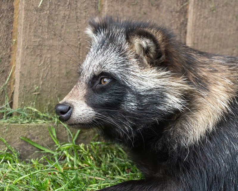 小Tanuki在草地上休息