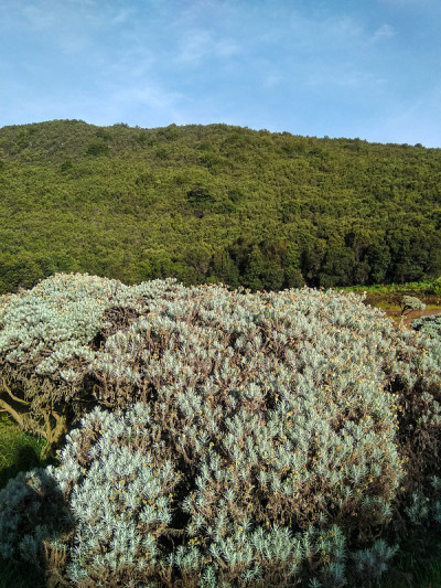雪绒花是不朽的花朵
