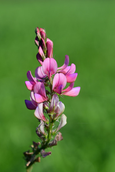 普通科学(onobrychis viviifolia)
