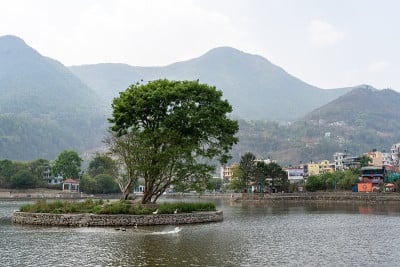 湖中小岛上的树