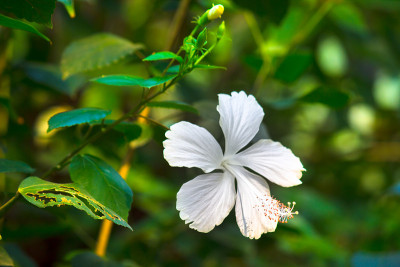白色的芙蓉花在热带花园的春天