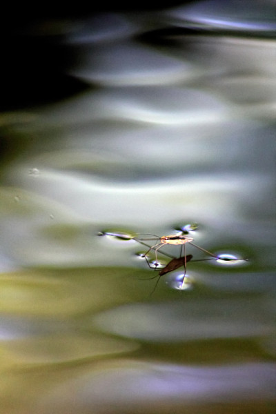 水步