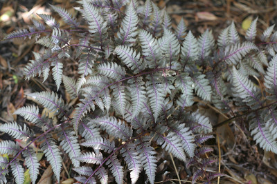 日本画蕨类植物