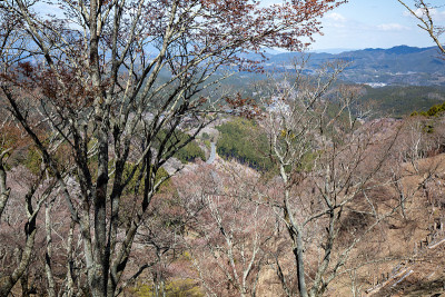 吉野山的樱花
