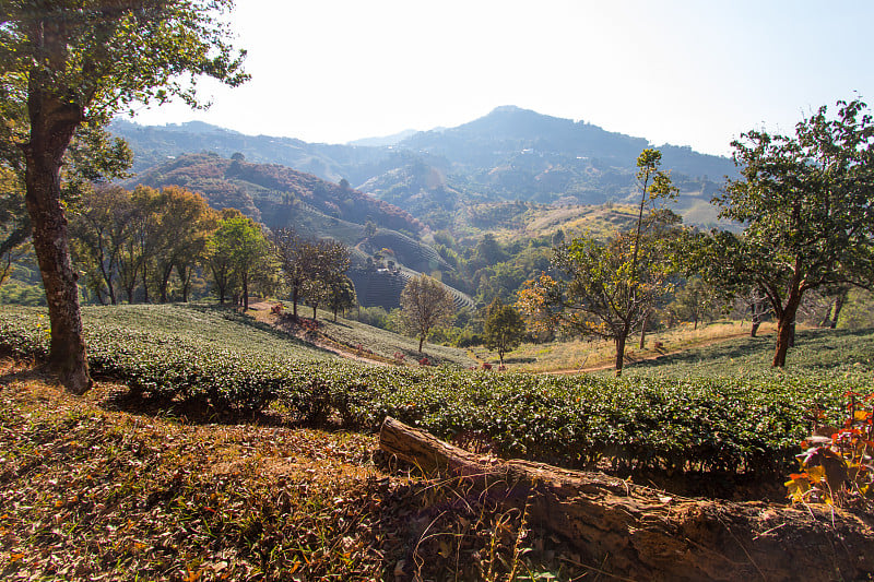 泰国北部清莱省，Doi Mae Salong，美丽的景观王放谭茶园。