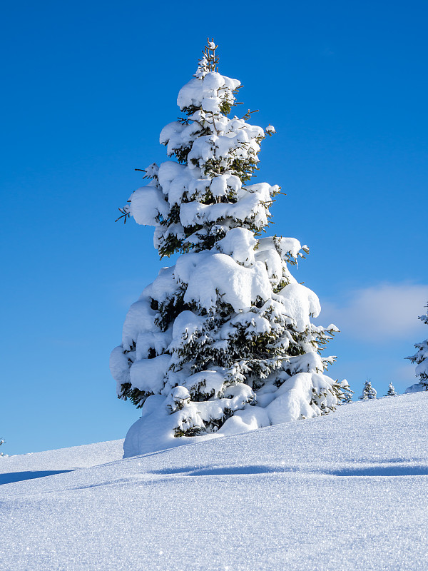 一棵孤零零的松树被一场又一场的雪覆盖着，令人惊叹。高山和冬季比赛。美妙的风景。自由与和平竞赛。奇趣大