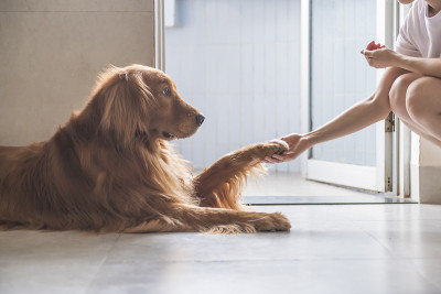 金毛犬伸出爪子和主人握手