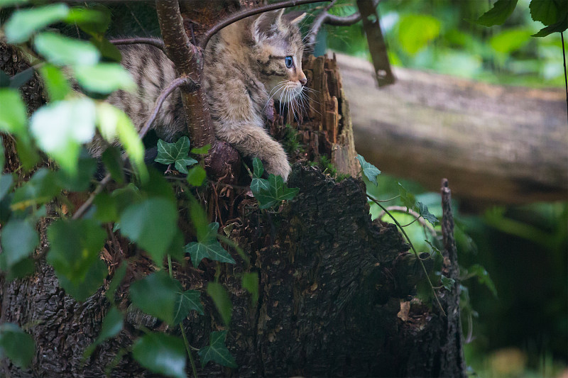 年轻的野猫