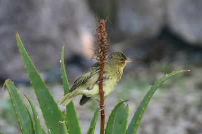 年轻Webervogel