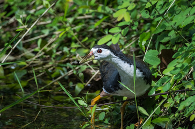 Amaurornis phoenicurus