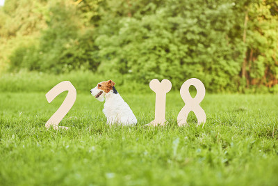 可爱的快乐狐狸梗犬在公园2018年新年贺词