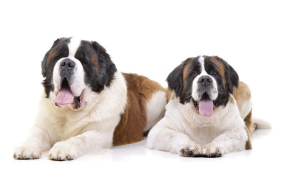 这是两只可爱的圣伯纳德犬的照片