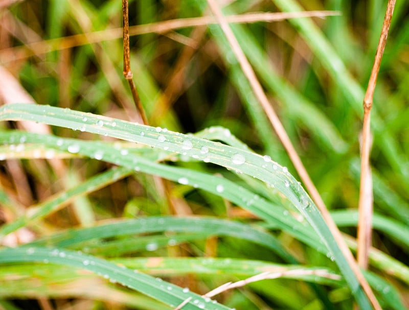 玻璃叶片与雨滴露珠的特写