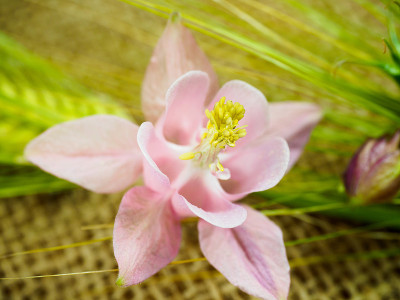 耧斗菜