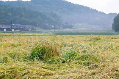 农村，稻田在收获的时候