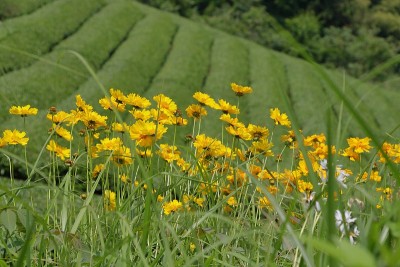 日本京都的茶园