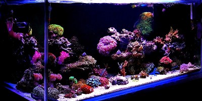 珊瑚礁水族缸