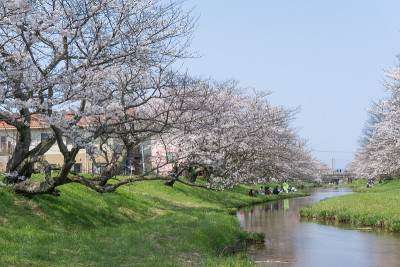 樱花在日本玉川河岸盛开