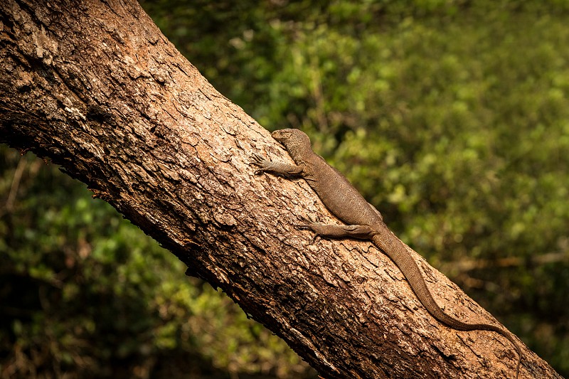 孟加拉巨蜥(Varanus bengalensis)。斯里兰卡丛林中的一棵大树上栖息着一只爬行动物。