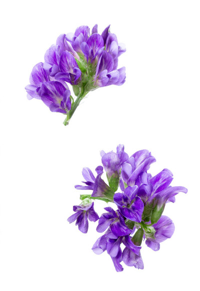 两种苜蓿(紫花苜蓿)花序。小小的紫色花朵