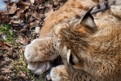 高角度的欧亚猞猁享受温暖的阳光在寒冷的冬天的一天在奥地利阿尔卑斯山的荒野某处