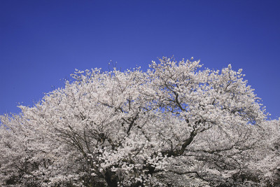 染井吉野樱花