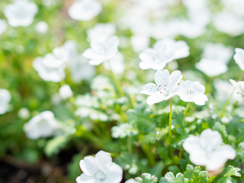 Nemophila menvarsii