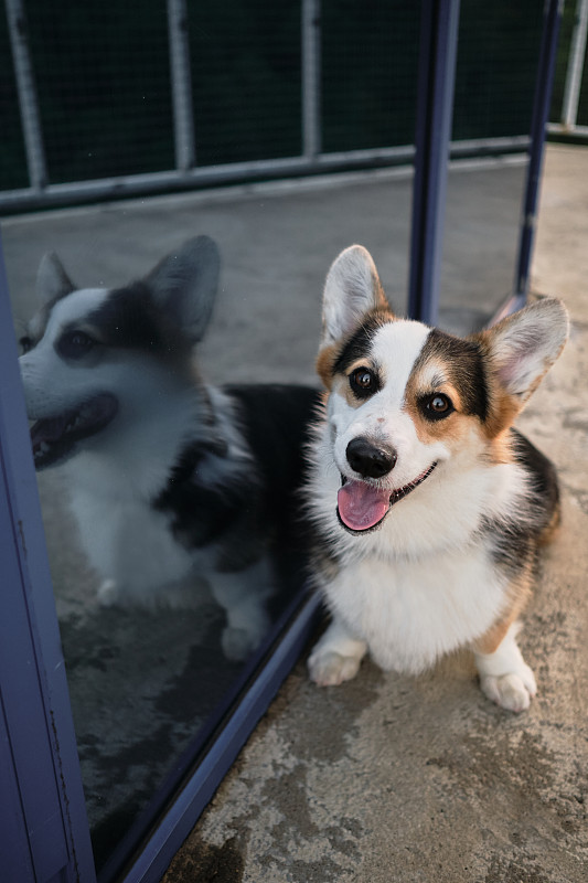 威尔士柯基犬彭布罗克三色旁边的镜子橱窗。可爱的小牧羊犬探索和学习周围的世界。双创意柯基肖像。