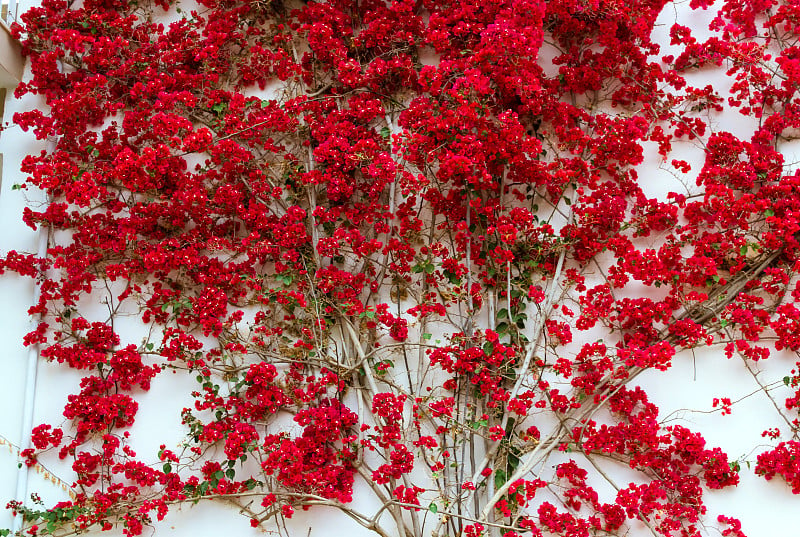 墙九重葛花，希腊