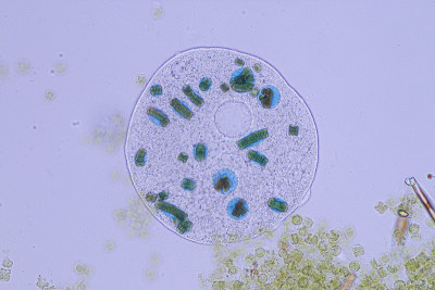 在显微镜下，Frontonia sp.是一种自由生活的单细胞纤毛虫原生生物。