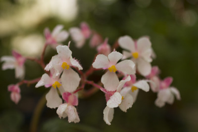 粉色的小花
