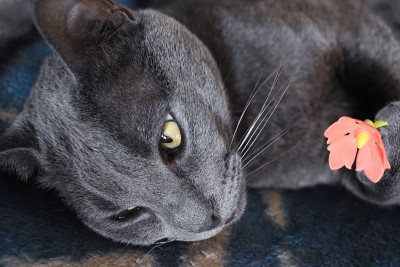 可爱的灰猫玩花玩具