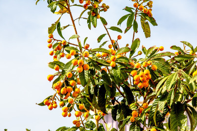 枇杷，或枸杞或枇杷，或Sesac (lat。枇杷(Eriobotrya japonica)成熟果实