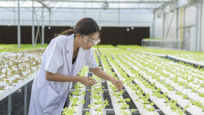 科学家工作在水培温室农场，清洁食品和食品科学概念