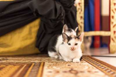 黑白猫和小猫