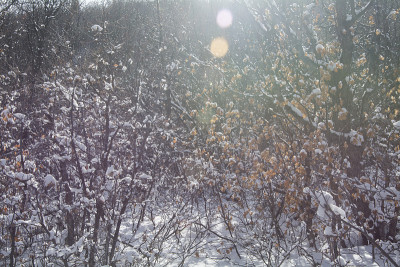 雪树背景在犹他州的冬天
