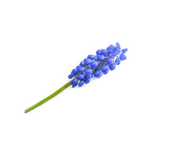 钟形花孤立在白色背景上