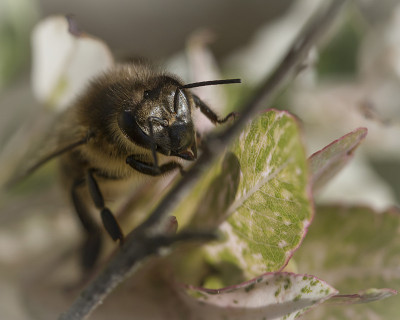 蜜蜂