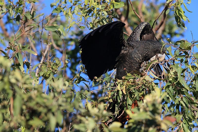 澳大利亚昆士兰红尾黑凤头鹦鹉(Calyptorhynchus banksii