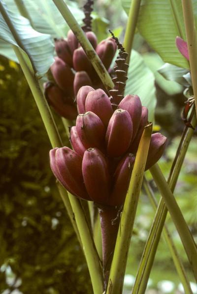香蕉树